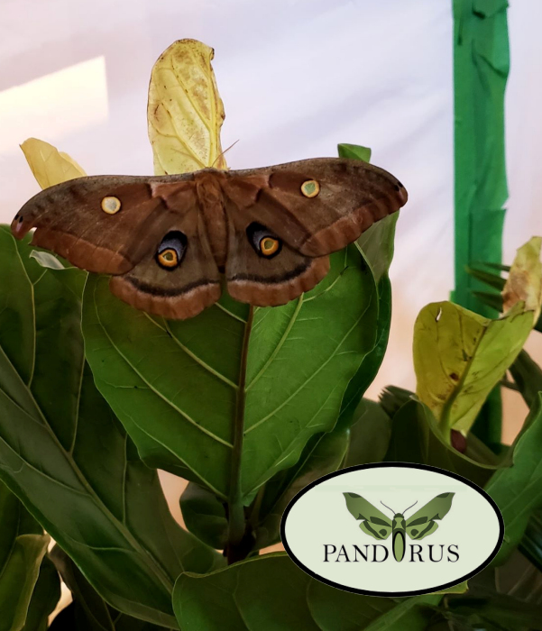 Pandorus Butterflies