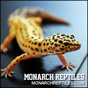 Monarch Reptiles