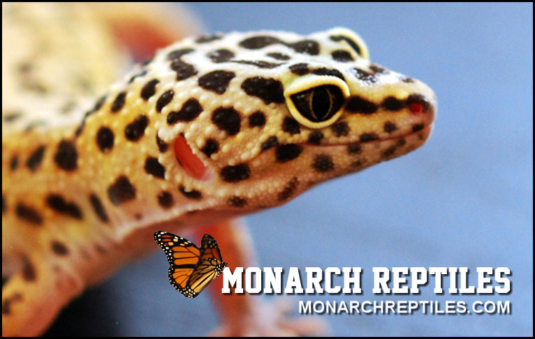 Monarch Reptiles, Chateauguay, Québec