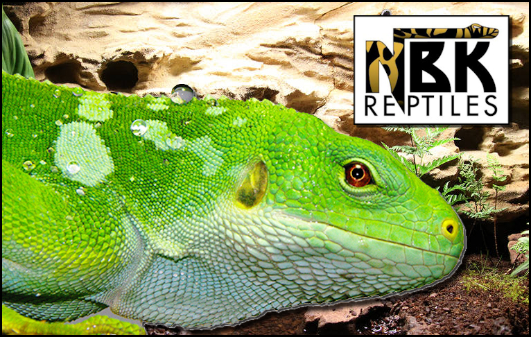 NBK Reptiles, Montréal, Québec