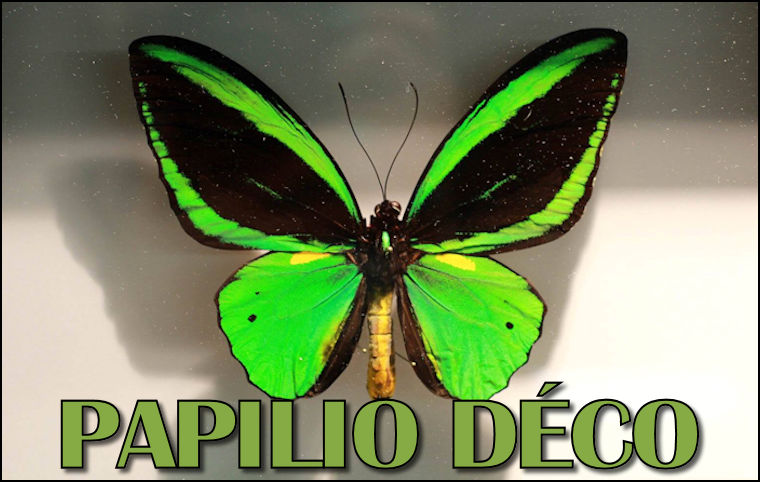 Papilio Déco, Ste-Julienne, Québec